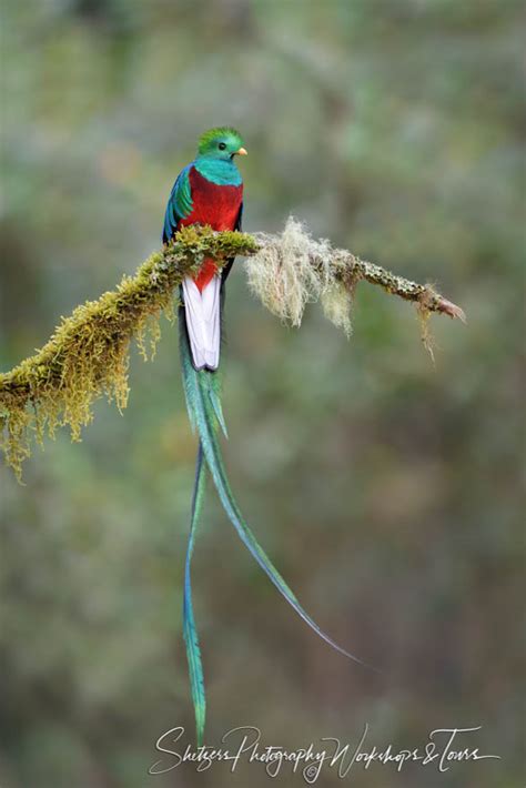 Male Resplendent Quetzal Shetzers Photography