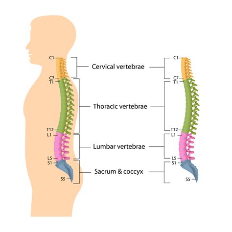 Information About Spine And Intervetebral Disc Anatomy