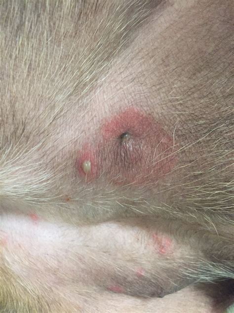 Dog Has Pus Filled Bumps On Back Petmd