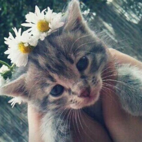 Çiçekler ile Çekilmiş En Güzel Kedi Fotoğrafları