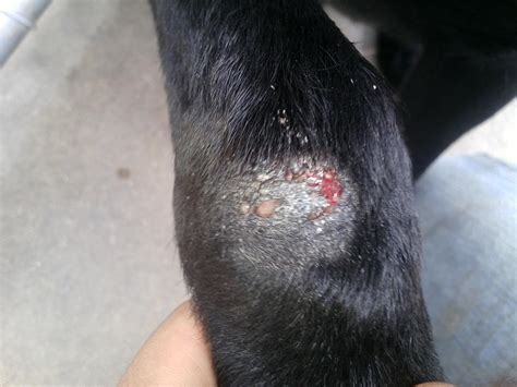 Dog Resistant Staph Infection Franklin And Nashville Tnvet