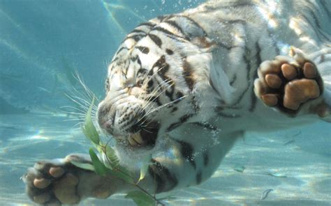Free Download Tiger Under Water Wallpapers And Images Wallpapers