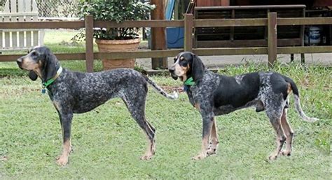 Bluetick Hounds Bluetick Coonhound Large Dog Breeds Blue Tick Beagle