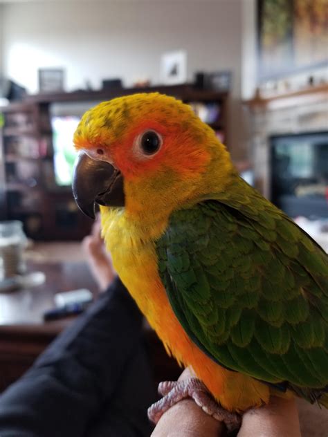 5 Month Old Sun Conure Very Playful Little Fellow Rparrots