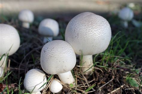 Mushrooms in Lawn? How to Manage the Fungus Among Us | The Money Pit