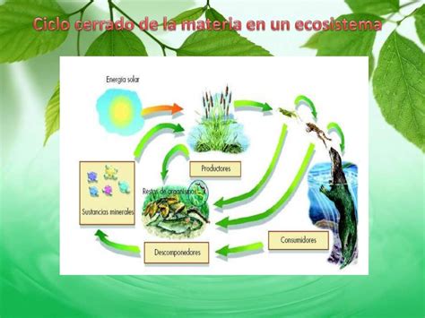 Flujo De Energia En El Ecosistema Ayuda Para Tu Tarea De Ciencias Y