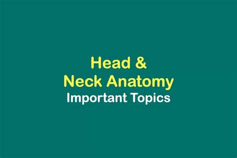 Head And Neck Anatomy Important Topics Medigac