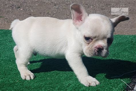 N/co, em/m1, d1/d1, at/a no pie/no brindle mister don platinum grand kid. Cory: French Bulldog puppy for sale near Colorado Springs ...