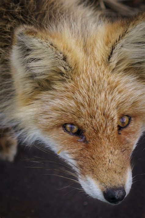 Ezo Red Fox Red Fox Animals Wild Fox
