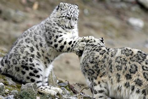 Snow Leopard Cubs The Cutest Baby Animal Ever Photos International