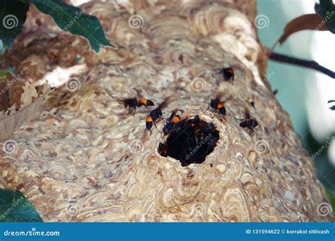 Giant Large Paper Wasp Nest On Tree Stock Photo Image Of Branch