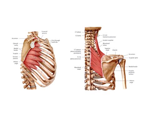 The Muscles Of The Chest And Upper Back Anatomy Medicinecom
