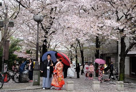 Lễ Hội Hoa Anh đào Hanami Nhật Bản Có Gì Thú Vị Bestprice Bestprice