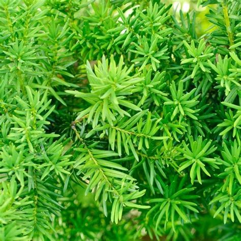 Buy Yew Hedging Plant Taxus Baccata Bushes Online At Cherry Lane