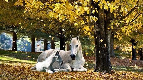 Beautiful Autumn Horses Wallpapers Wallpaper Cave