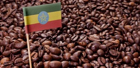 Sweet spice aroma, rich acidity, silky body with balanced red grapes and creamy notes. EthiopiaCoffee