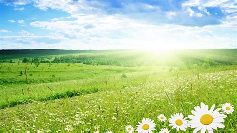 Free Download Summer Daisy Wallpaper Field Nature Landscapes 1920x1080
