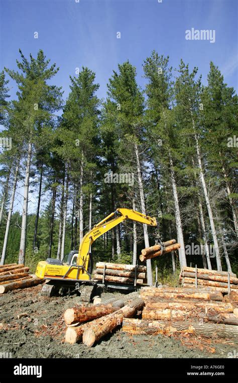 New Zealand Forestry Industry Harvesting Of Douglas Fir Trees Dunedin