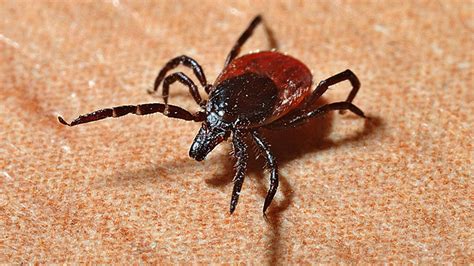 Active Tick Season Expected In Ohio Officials Warn About Diseases