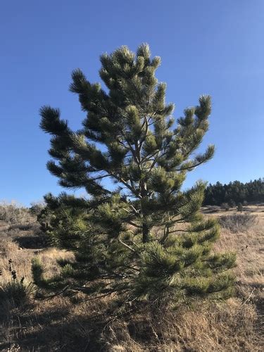 Rocky Mountains Ponderosa Pine Variety Pinus Ponderosa Scopulorum