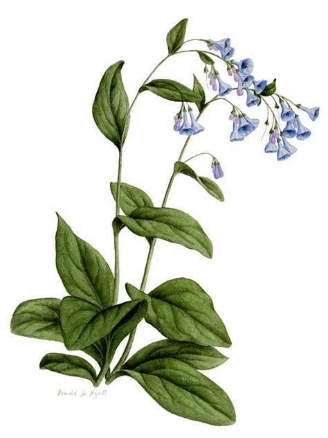 Image Result For Sketch Virginia Bluebells Blue Bell Flowers