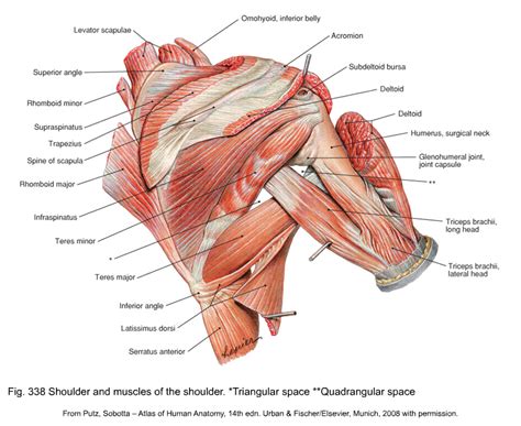 Normal anatomy, variants and checklist. Shoulder Muscles Diagram / Shoulder Muscles Diagram ...