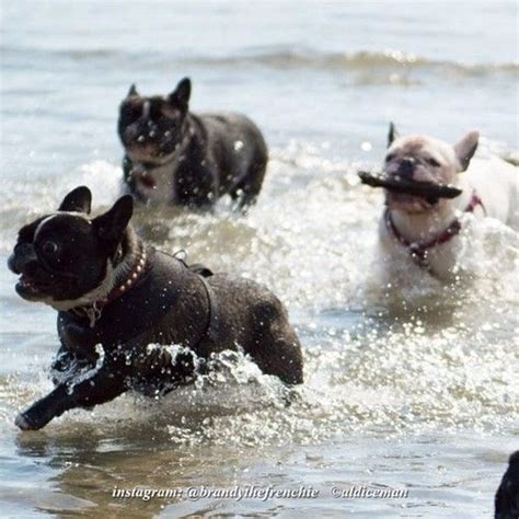 While it might be tempting to let your frenchie in the pool it's important to know that they cannot swim. Frenchies love water (just can't swim | French bulldog ...