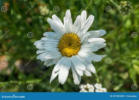 Large Camomile Flower On Green Meadow In Summer Chamomile With White