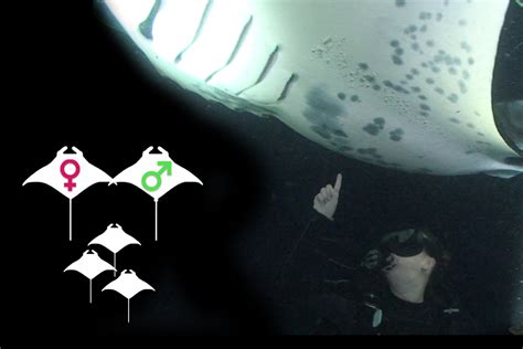Til When Female Manta Rays Are Ready To Mate They Release Pheromones That Attract Males This