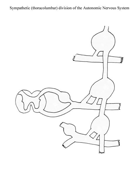 A neuron consists of a cell body called cyton, and two types of processes—dendrite and axon. Blank Nervous System Diagram / Nervous System Worksheet Pack With Diagrams By Help Teaching Tpt ...