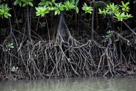 Mangrove Tree Roots In Water Stock Photo Dissolve