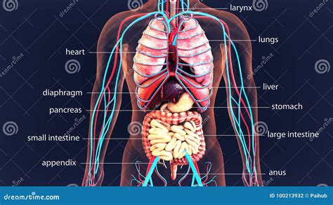 órganos Del Cuerpo Humano Del Ejemplo 3d Sistema Del Cuerpo Humano