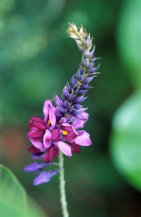 Kudzu Pueraria Lobata Flowers Photograph By Peggy Grebus Department