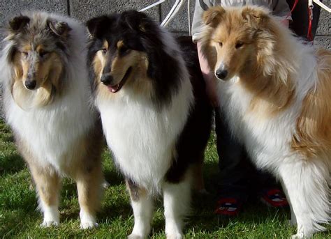 Three Cute Collie Rough Dogs Photo And Wallpaper Beautiful Three Cute