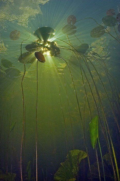 Lilly Pads Underwater Photography Nature Water Lilies