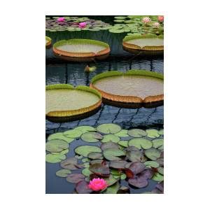 Waterlilies And Platters Photograph By Byron Varvarigos Fine Art