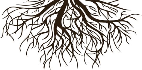 Drawing Clip Art Root Vector Graphics Tree Black And White Roots Png Download 838415 Free