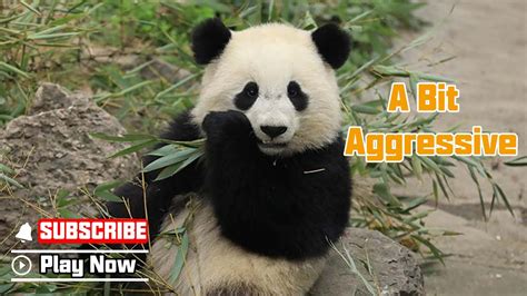 Super Panda Episode 316 Are Giant Pandas Aggressive Ipanda Youtube