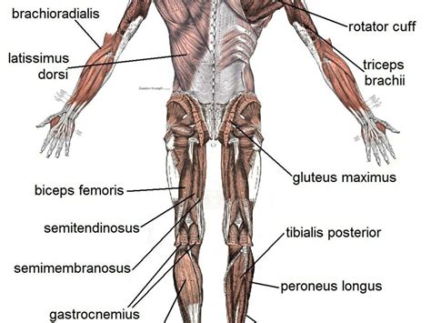 Other pictures of this kind Bones And Muscles In Human Body The Basic Muscles In The Human Body | These Bones Of Mine ...