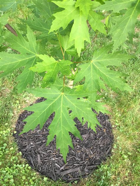 How To Grow A Silver Maple Tree From Seed Due To Their Rapid Growth