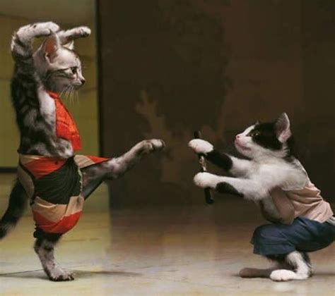 Cats On Twitter Ninja Cats Ntmkaoo899