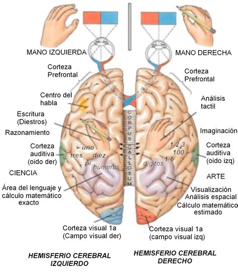 Cerebro Conducta Y Aprendizaje Funciones Del Hemisferio Cerebral