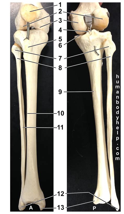 Looking for videos and advanced quizzes? Lower Leg Bones - Articulated - Human Body Help