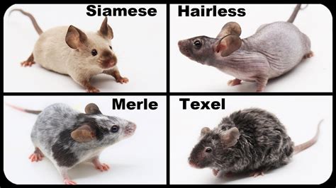 Meet My New Fancy Pet Mice Hairless Mouse Siamese Merle Texel Mice Mousetrap Monday YouTube