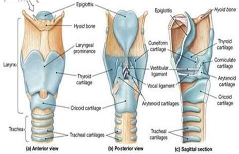 Framework Of The Larynx Google Larynx Anatomy Pinterest