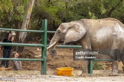 African Elephants Zoo Photos And Premium High Res Pictures Getty Images