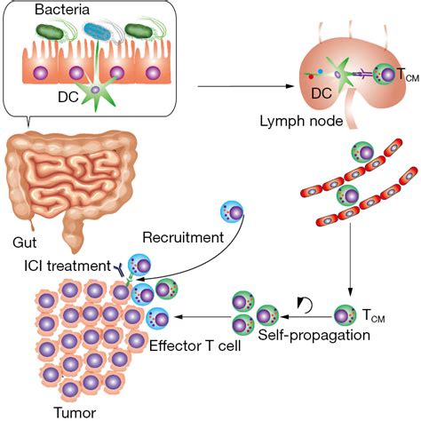 The Role Of Gut Microbiota In Immune Checkpoint Inhibitor Therapy Yi