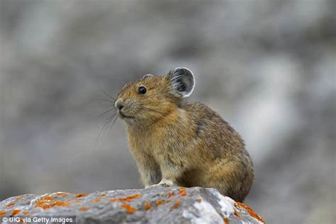 Researchers Find That Pikas Can Cope With Climate Change Far Better