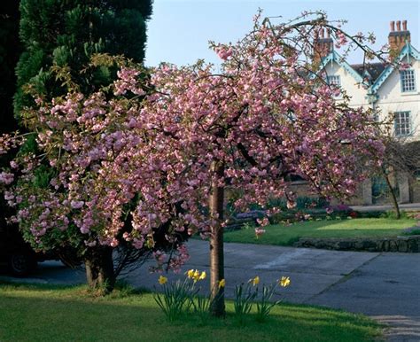 Flowering Cherry Trees Grow An Ornamental Cherry Blossom
