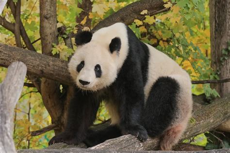 Großer Panda Tiergarten Schönbrunn